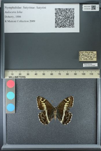 Media type: image;   Entomology 185039